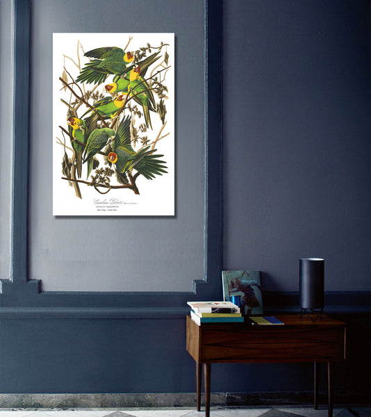 Birds of America, Carolina Parrot, Vintage Poster