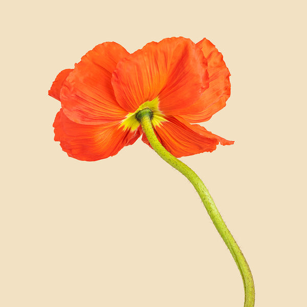 Poppies Flower Photography, Set of Art Prints
