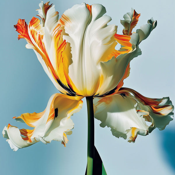 Beautiful Tulips, Photo SET