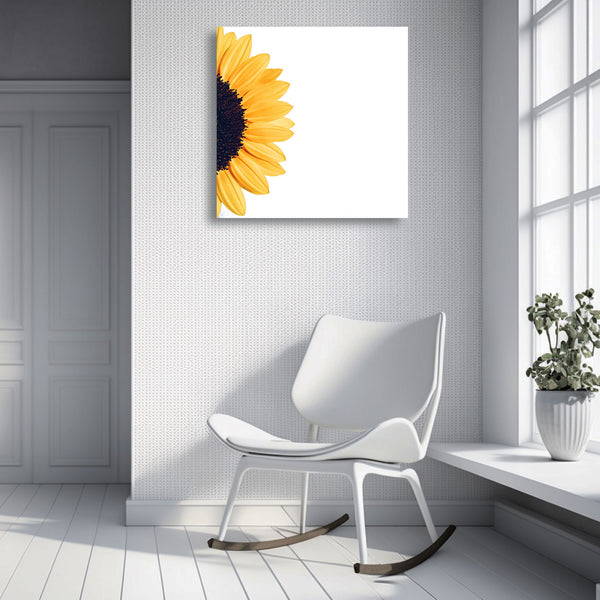 Sunflower on White Background, Photography