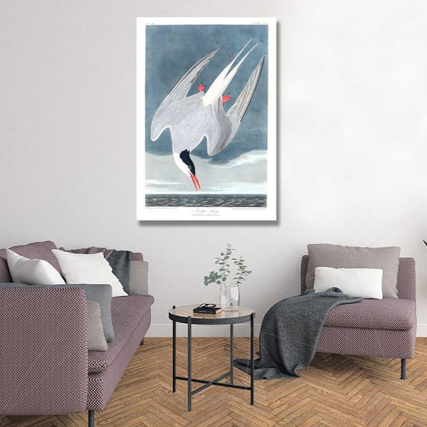 Birds of America, Arctic Hern by John J. Audubon