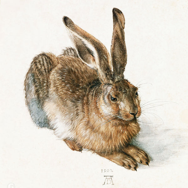 Young Hare Rabbit Animal, Reproduction