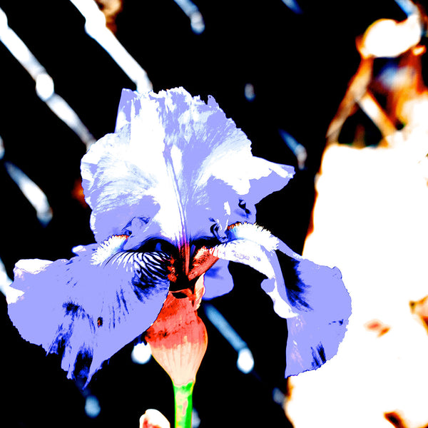 Flower On Abstract Background