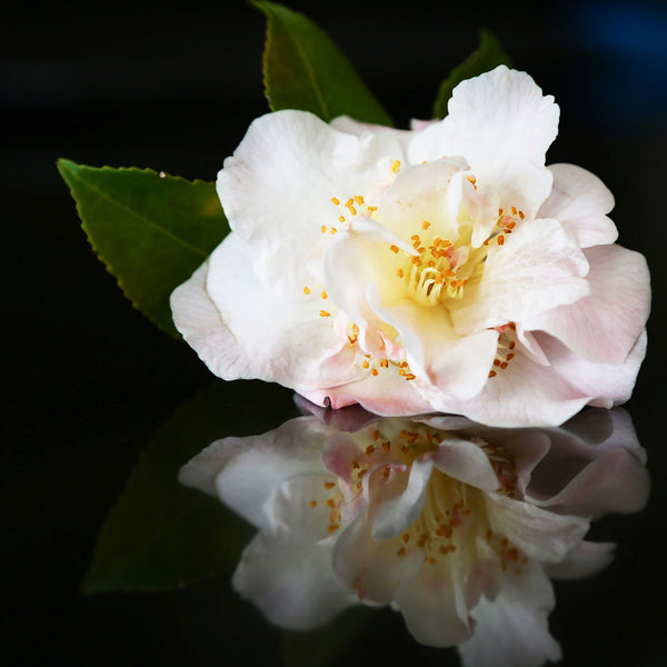 Flower, Macro Photography