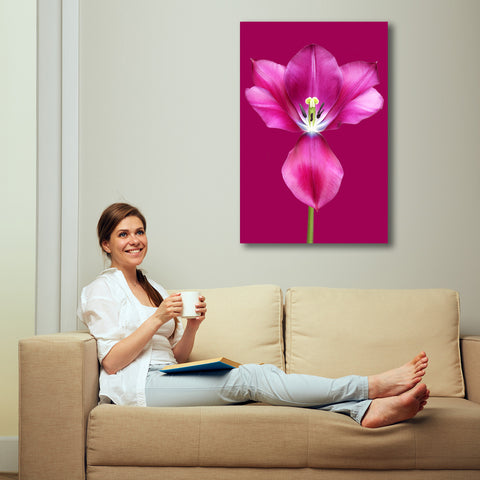 Tulip, Modern Photography