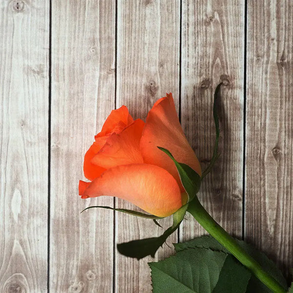 newARTmix Wood Texture with Rose, Photography newARTmix