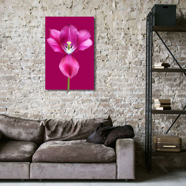 Tulip, Modern Photography