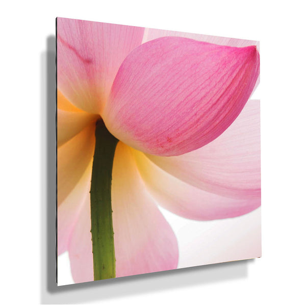 Beautiful Pink Lotus, Photography
