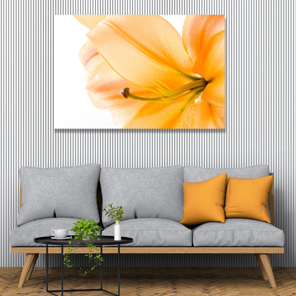 Yellow Lily on White Background, Photography
