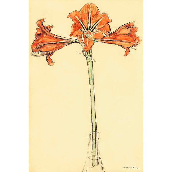 Amaryllis, Reproduction