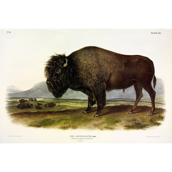 American Bison or Buffalo, J. Audubon