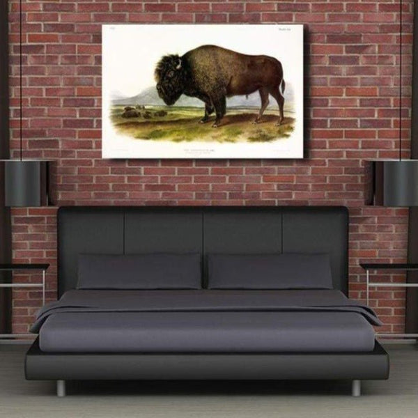 American Bison or Buffalo, J. Audubon