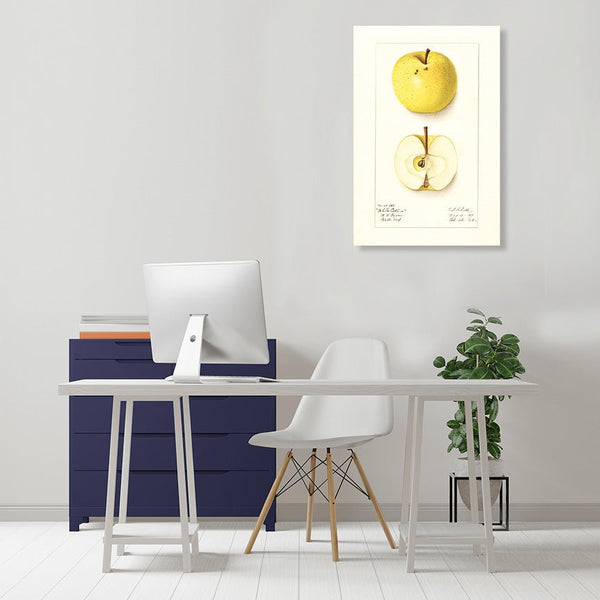 Apple, Vintage Botanical Illustration