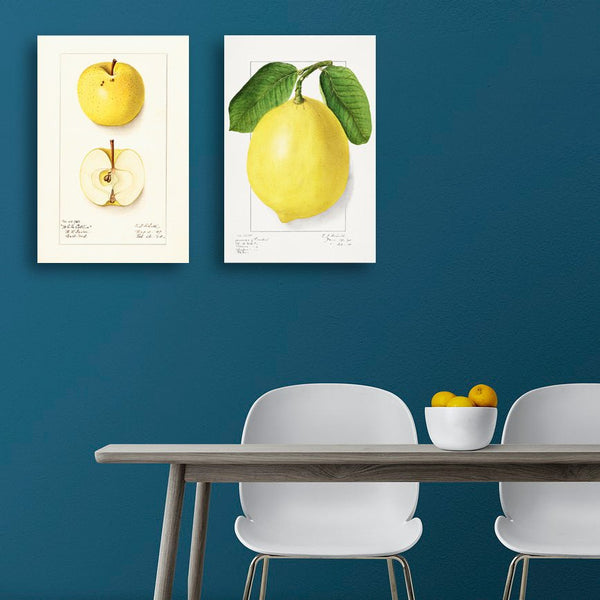 Apple, Vintage Botanical Illustration