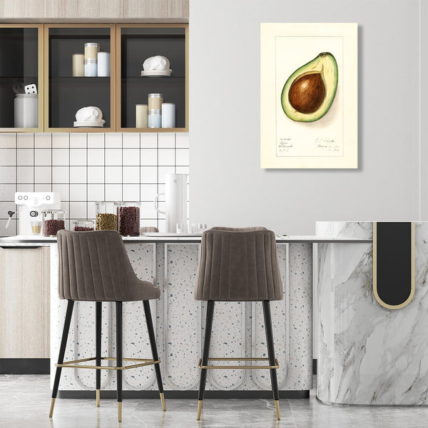 Avocado, Vintage Drawing (Reproduction)