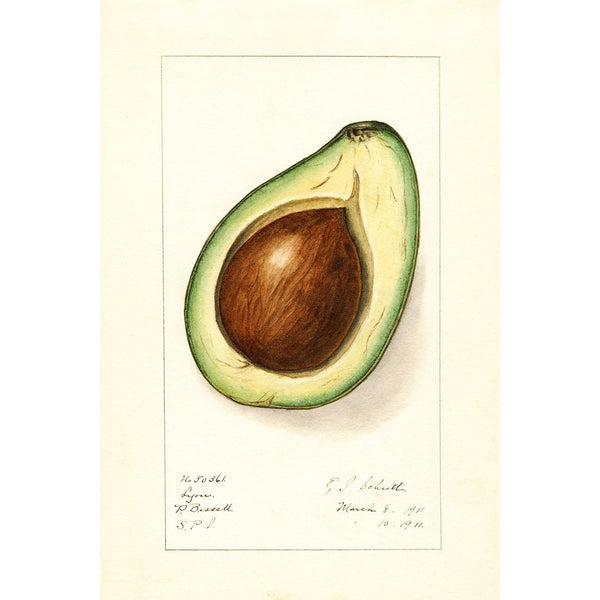 Avocado, Vintage Drawing (Reproduction)