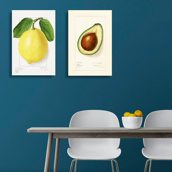 Avocado, Vintage Drawing (Reproduction)