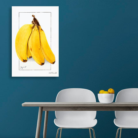Bananas (Musa), Vintage Botanical Illustration