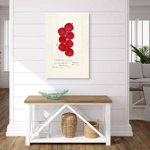 Coletto Plums, Vintage Botanical Illustration