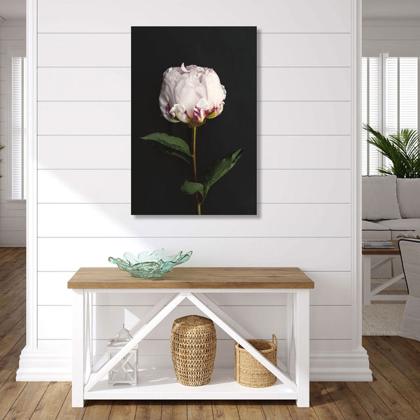 White Peony On Black Background, Photography