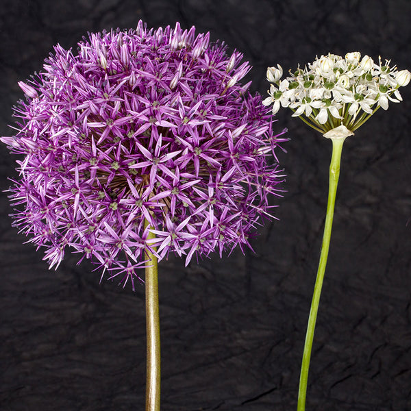 Purple Flowers, Photography