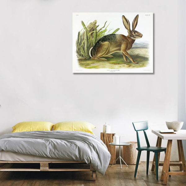 Californian Hare by John J. Audubon