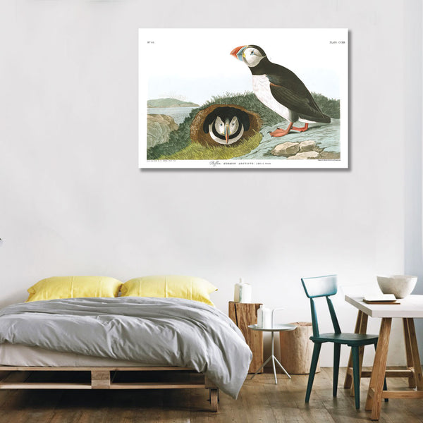 Birds of America, Puffin by John J. Audubon