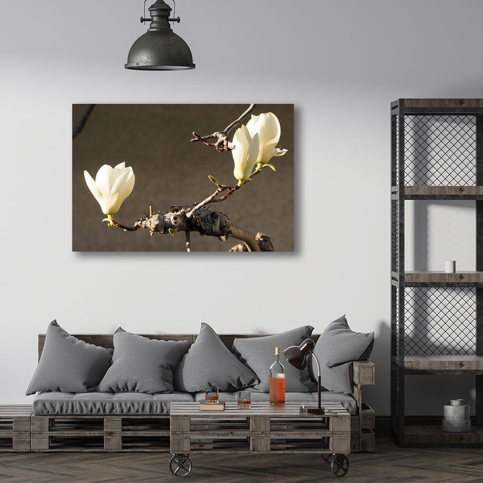 Blooming Magnolia, Photography