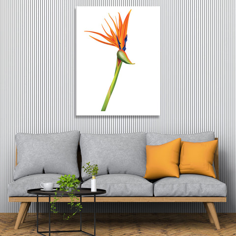 Flower on White Background, Photography