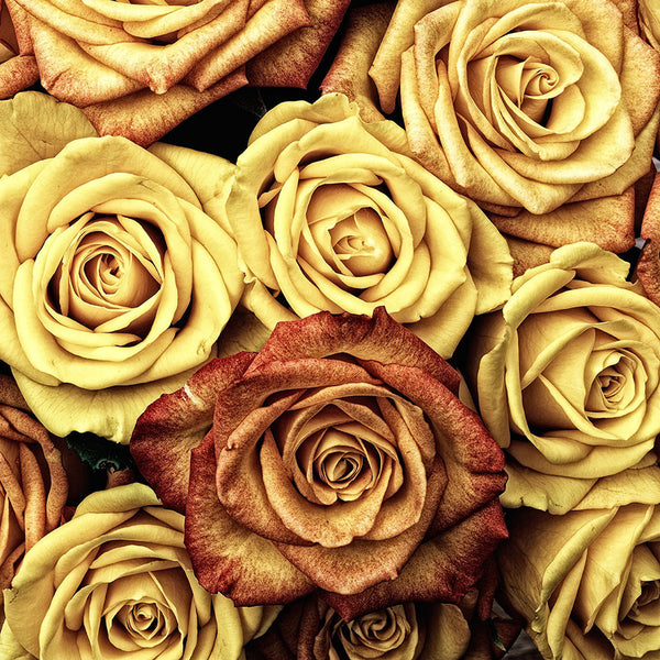 Vintage Yellow Roses Pattern – Modern Art-New Art Studio-newARTmix