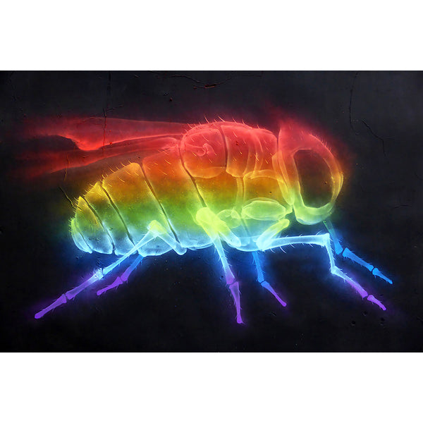 Rainbow Fly, Graffiti