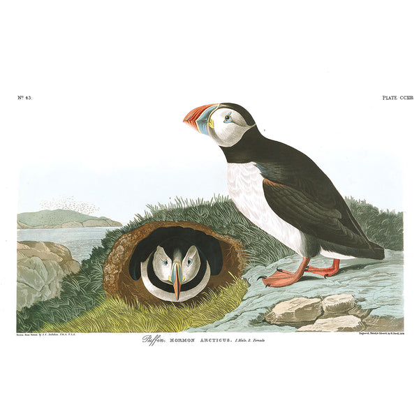 Birds of America, Puffin