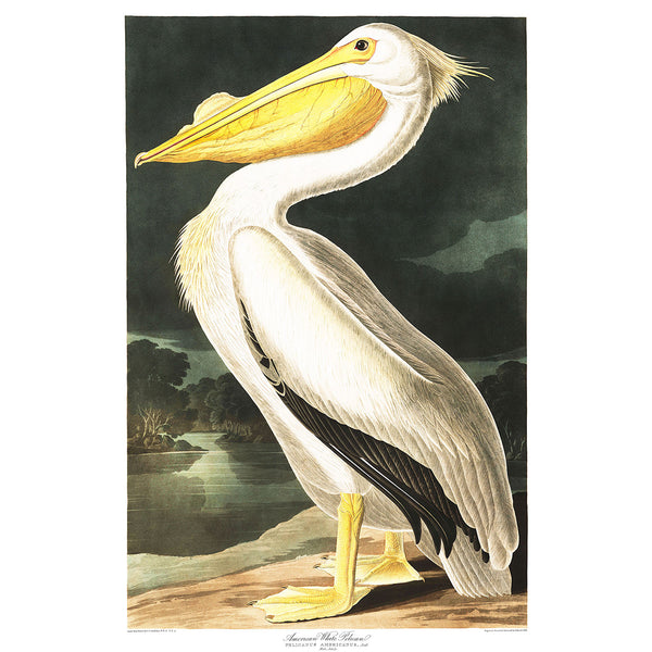 Birds of America, American White Pelican