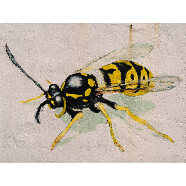 Bee on white wall, Graffiti