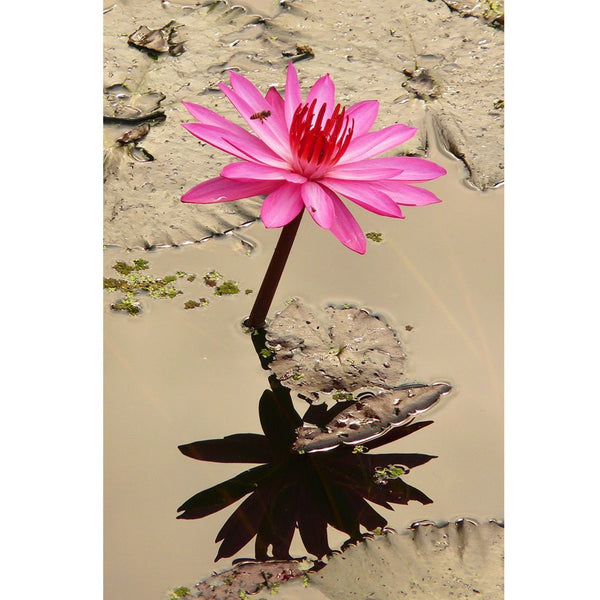 Lotus Pink Flower, Photography