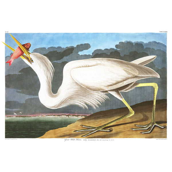 Birds of America, White Heron Preston