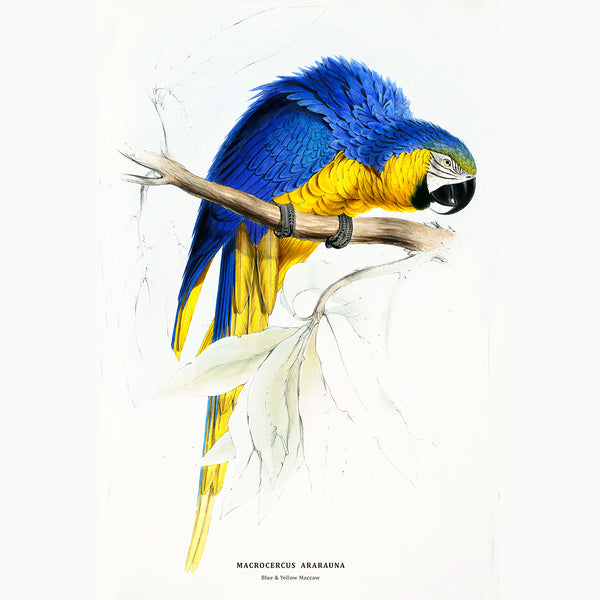 Blue and Yellow Maccaw