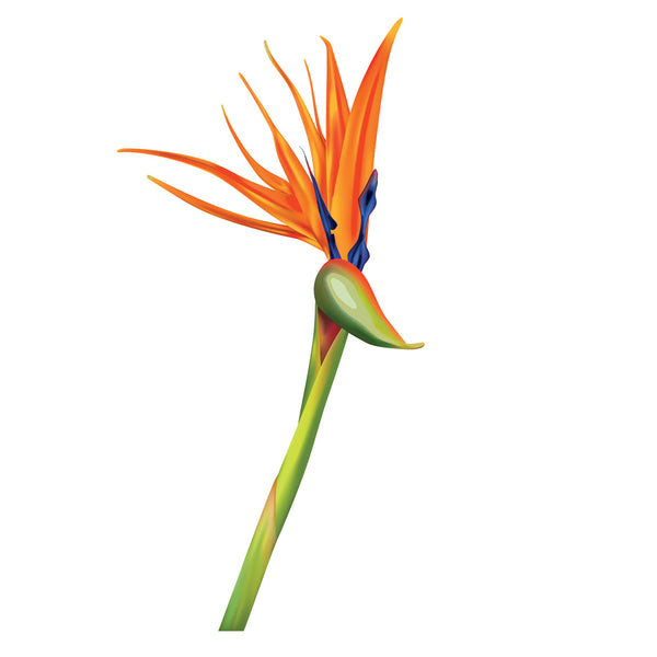 Flower on White Background, Photography