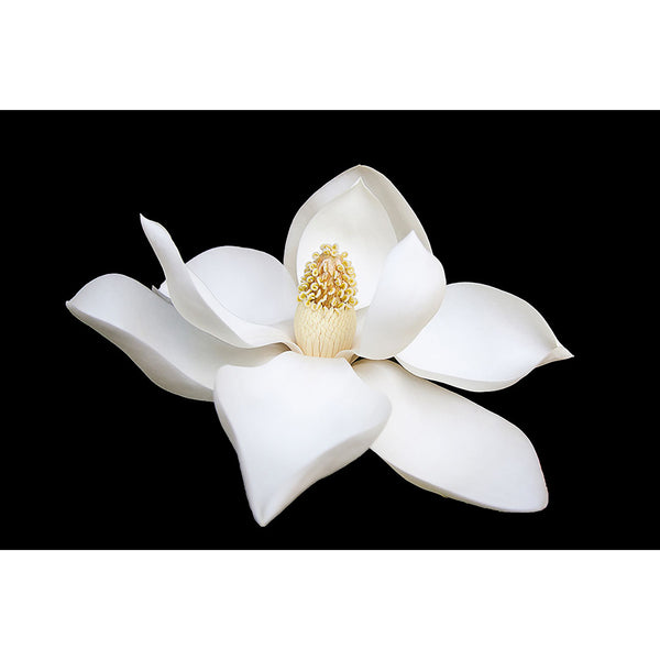 White Flower, Photography