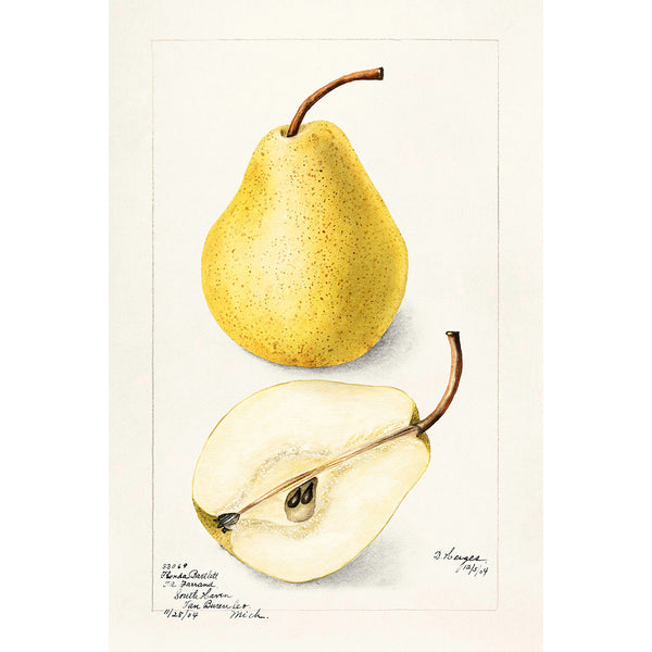 Pear, Vintage Botanical Illustration
