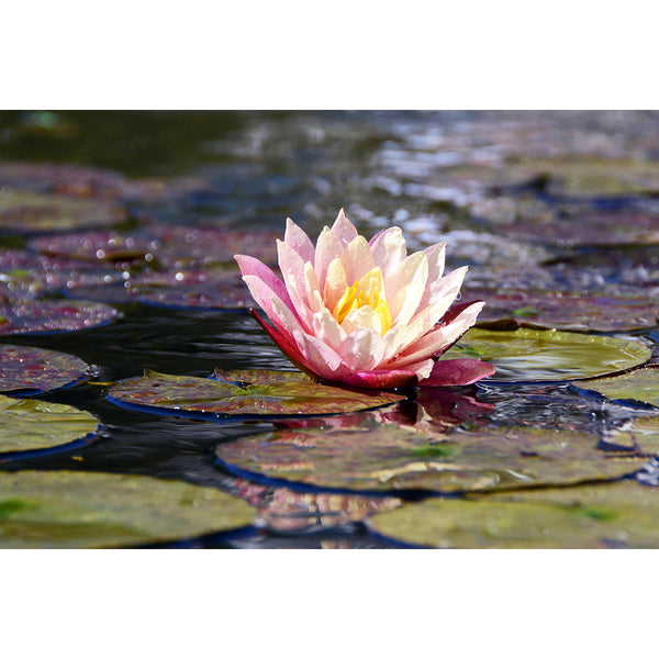 Pink Lotus, Photography