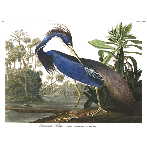 Birds of America, Louisiana Heron