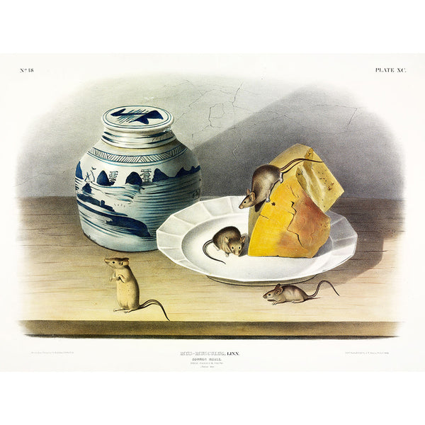 Common Mouse