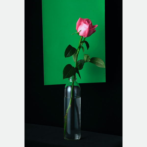 Rose on Green Background, Photography