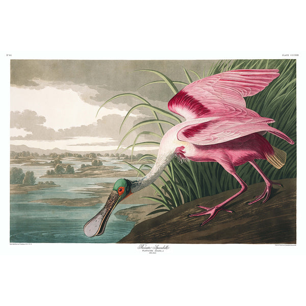 Birds of America, Roseate Spoonbill