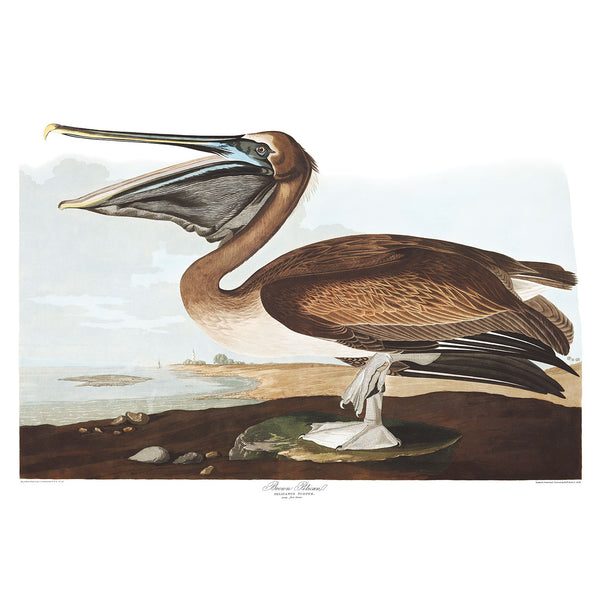Birds of America, Brown Pelican