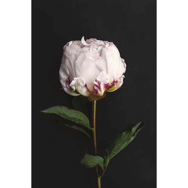 White Peony On Black Background, Photography