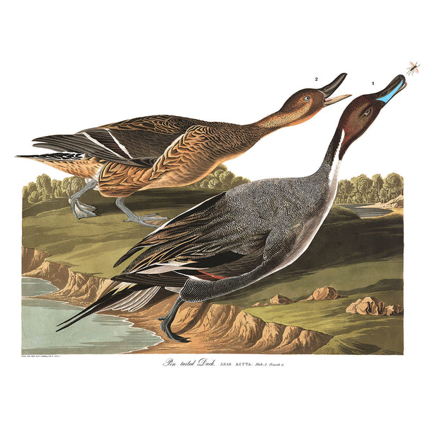 Birds of America, Pin Tailed Duck