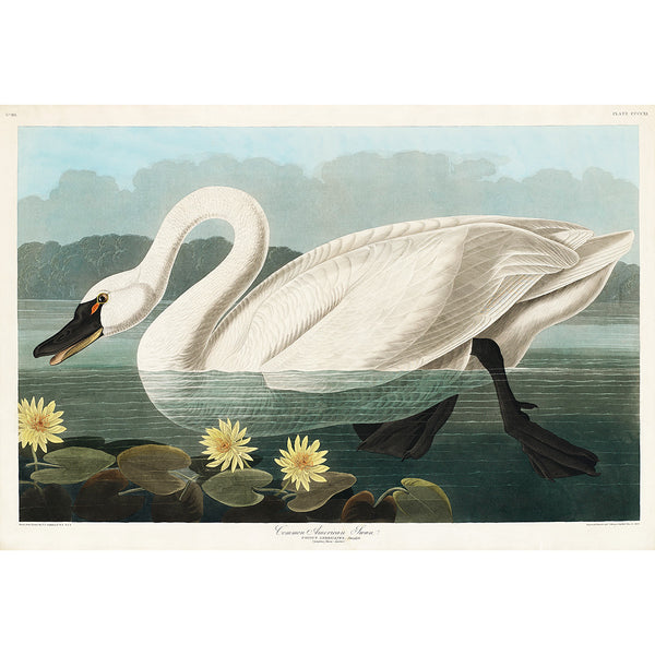 Common American Swan, Vintage Poster