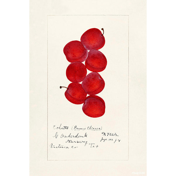 Coletto Plums, Vintage Botanical Illustration